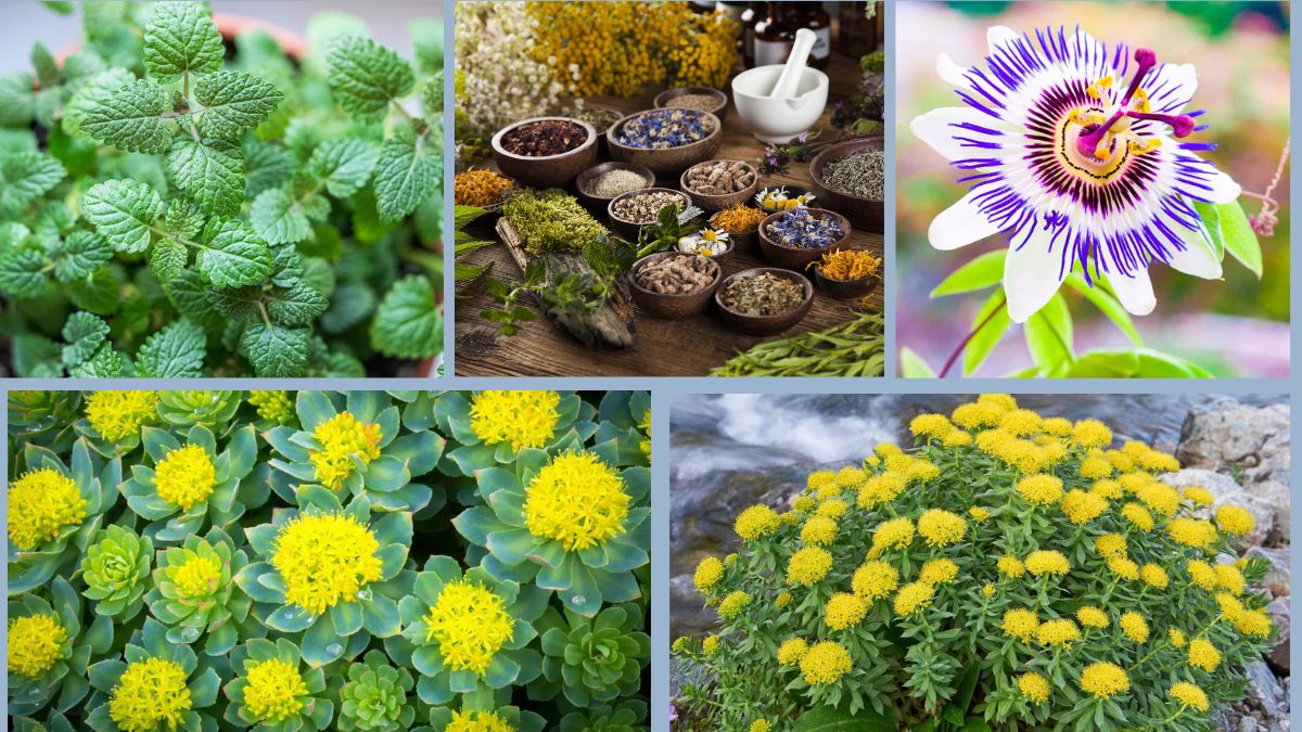 This One Herb Might Help Reduce Anxiety